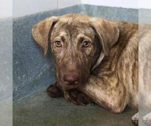American Staffordshire Terrier-Unknown Mix Dogs for adoption in San Antonio, TX, USA