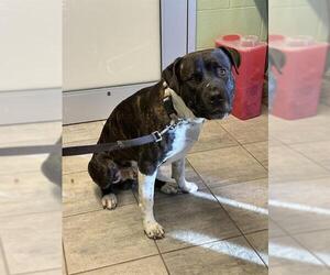 American Staffordshire Terrier-Unknown Mix Dogs for adoption in Grand Prairie, TX, USA