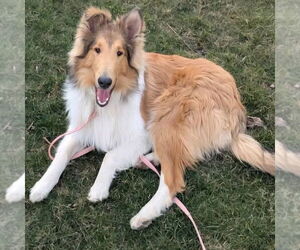 Collie Dogs for adoption in Dublin, OH, USA