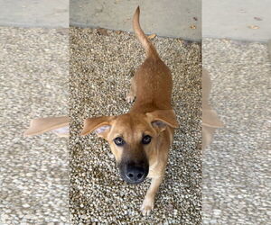 Labrador Retriever-Unknown Mix Dogs for adoption in Sterling, MA, USA
