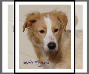 Border-Aussie Dogs for adoption in Toccoa, GA, USA