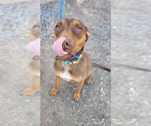 American Pit Bull Terrier-Doberman Pinscher Mix Dogs for adoption in Monte Vista, CO, USA