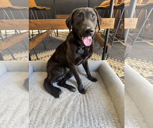 Retriever -Unknown Mix Dogs for adoption in Greenville, SC, USA