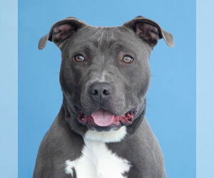 American Pit Bull Terrier Dogs for adoption in Pasadena, CA, USA