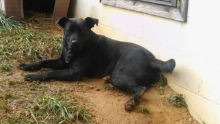 Labrador Retriever Dogs for adoption in JAMESTOWN, TN, USA