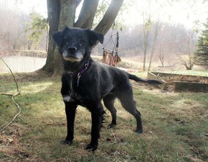 Mutt Dogs for adoption in Hinton, WV, USA