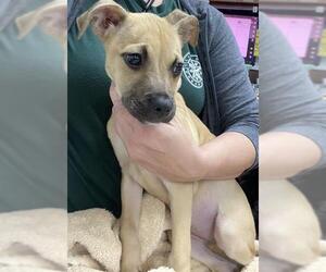 Black Mouth Cur-Unknown Mix Dogs for adoption in Pasadena, TX, USA
