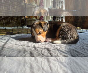 Mutt Dogs for adoption in Roxboro, NC, USA