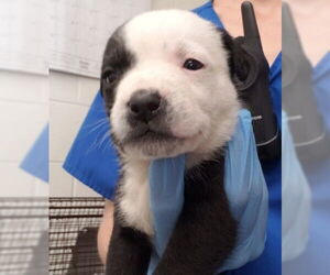 American Pit Bull Terrier-Unknown Mix Dogs for adoption in San Bernardino, CA, USA