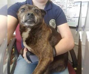 Pug Dogs for adoption in Galax, VA, USA