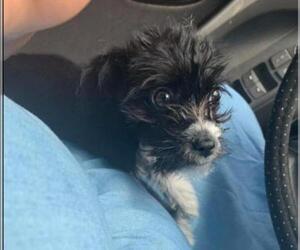 Shih Tzu-Unknown Mix Dogs for adoption in Spring, TX, USA