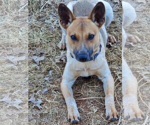 Red Heeler-Unknown Mix Dogs for adoption in Clinton, OK, USA