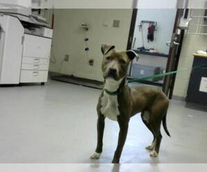 American Pit Bull Terrier Dogs for adoption in Fayetteville, NC, USA
