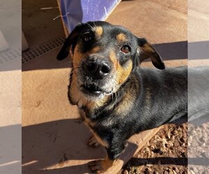 Mutt Dogs for adoption in Harrisville, WV, USA