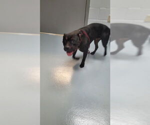 American Pit Bull Terrier-Unknown Mix Dogs for adoption in St. Cloud, FL, USA