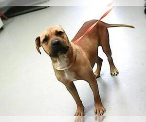 Bullboxer Pit Dogs for adoption in Fayetteville, NC, USA