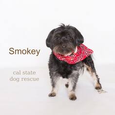 Havanese Dogs for adoption in Campbell, CA, USA