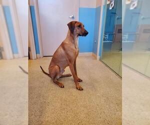 Rhodesian Ridgeback-Unknown Mix Dogs for adoption in Bladensburg, MD, USA