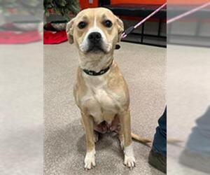 Staffordshire Bull Terrier-Unknown Mix Dogs for adoption in Louisville, KY, USA