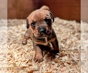 Mutt Dogs for adoption in Vail, AZ, USA
