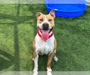 American Pit Bull Terrier Dogs for adoption in Orange, CA, USA