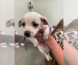 Australian Cattle Dog-Chihuahua Mix Dogs for adoption in Santa Cruz, CA, USA