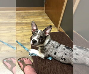 Catahoula Leopard Dog-Pembroke Welsh Corgi Mix Dogs for adoption in Raleigh, NC, USA