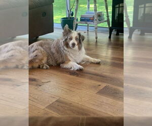 Australian Shepherd Dogs for adoption in Muskegon, MI, USA