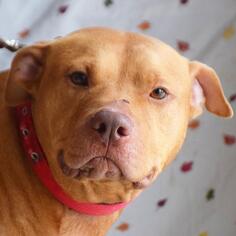 American Bulldog-American Staffordshire Terrier Mix Dogs for adoption in Huntley, IL, USA
