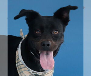 Mutt Dogs for adoption in Pasadena, CA, USA