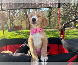 Golden Retriever-Unknown Mix Dogs for adoption in Mechanicsburg, PA, USA