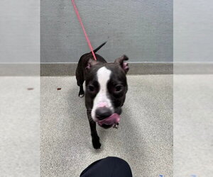 Mutt Dogs for adoption in Las Vegas, NV, USA