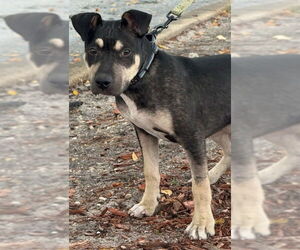 Mutt Dogs for adoption in Royal Palm Beach, FL, USA