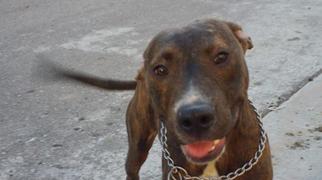 Mutt Dogs for adoption in Weston, FL, USA