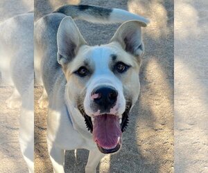 German Shepherd Dog-Huskies  Mix Dogs for adoption in Lancaster, CA, USA