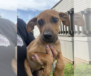 American Pit Bull Terrier-Unknown Mix Dogs for adoption in Oklahoma City, OK, USA
