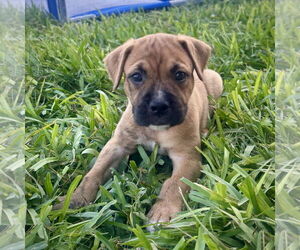 Boxer-Unknown Mix Dogs for adoption in Dumont, NJ, USA