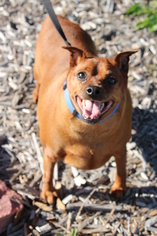 Miniature Pinscher Dogs for adoption in Estherville, IA, USA