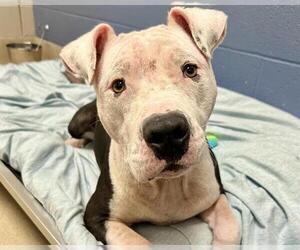 American Staffordshire Terrier-Unknown Mix Dogs for adoption in Raleigh, NC, USA