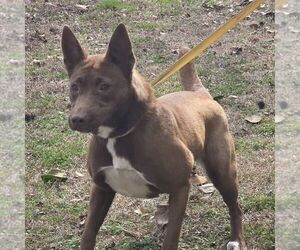 Mutt Dogs for adoption in Yardley, PA, USA