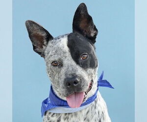 Mutt Dogs for adoption in Pasadena, CA, USA