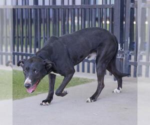 American Pit Bull Terrier-Unknown Mix Dogs for adoption in Waco, TX, USA