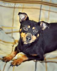 Miniature Pinscher Dogs for adoption in Columbus, GA, USA