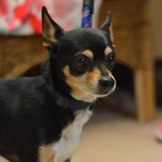 Miniature Pinscher Dogs for adoption in Madison, WI, USA