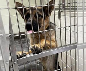 German Shepherd Dog Dogs for adoption in Upland, CA, USA