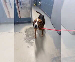 Treeing Walker Coonhound-Unknown Mix Dogs for adoption in Tallahassee, FL, USA