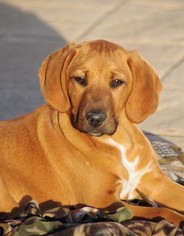 Redbone Coonhound-Unknown Mix Dogs for adoption in Mechanicsburg, PA, USA