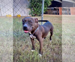 American Staffordshire Terrier-Unknown Mix Dogs for adoption in Quitman, MS, USA