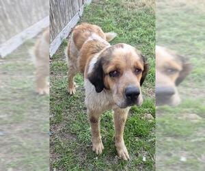 Saint Bernard-Unknown Mix Dogs for adoption in San Antonio, TX, USA