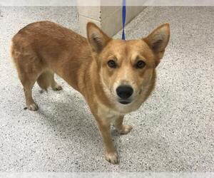 Cardigan Welsh Corgi Dogs for adoption in Conroe, TX, USA